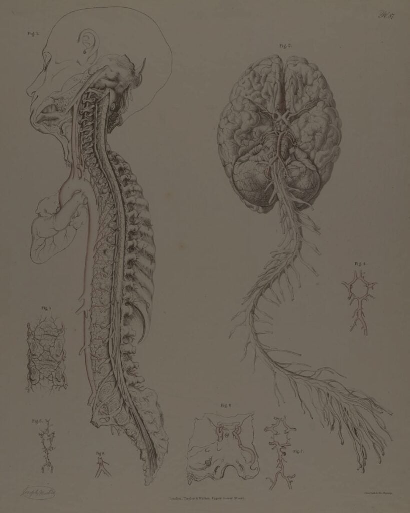 A vintage-style anatomical drawing showing a lateral view of the human head and spine, alongside a detailed ventral view of the brain connected to the spinal cord and nerve roots.